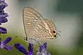 Papillon au corps gris et aux ailes brunes