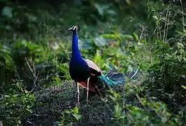 Le Paon bleu est l'oiseau le plus commun dans la région.