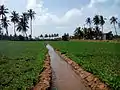 Rigole d'irrigation dans une plantation d'arachide, Tamil Nadu, 2016.