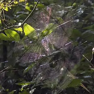 Leucauge fastigata et sa toile, dans le Madhya Pradesh en Inde.