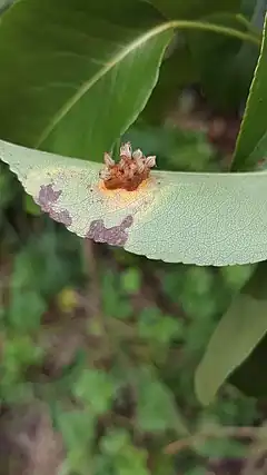 Description de l'image Pear Rust, the underside of the leaf.jpg.