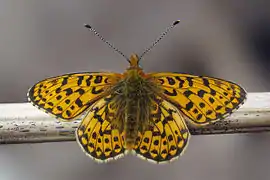 Boloria (Clossiana) euphrosyne