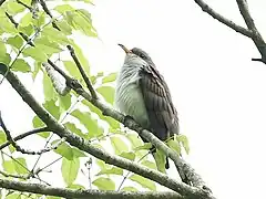 Description de l'image Pearly-breasted Cuckoo.jpg.