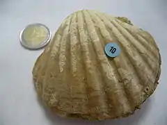 Pecten benedictus (fossile du Miocène)