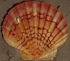 Pecten jacobaeus (Ostreoida, Pectinidae)