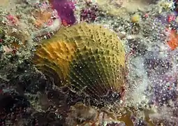 Un bivalve non identifié du groupe des Pectinoidea (peut-être Spondylus sp.)