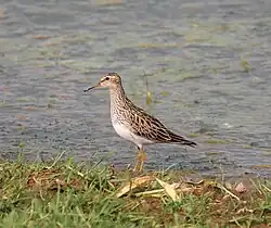 Bécasseau à poitrine cendrée (Calidris melanotos) - Accidentel