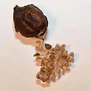 Capsule de semences et graines de Pedicularis sceptrum-carolinum.