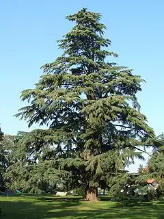 Description de l'image Pedrengo cedro nel parco Frizzoni.jpg.