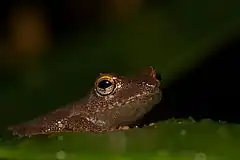 Description de l'image Peek a boo! Pristimantis caryophyllaceus.jpg.