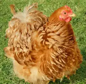 Poule Pékin frisée