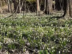 Leucojum vernum en Tchéquie.