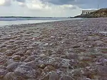 Spectaculaire échouage de méduses à Bizerte en Tunisie.