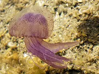 Pelagia noctiluca, une méduse de l'ordre des Semaeostomeae.