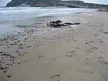 Une marée de Pelagia noctiluca en Espagne.