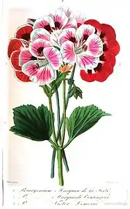 Pelargonium