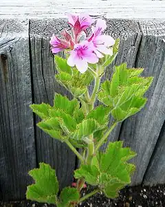 Description de l'image Pelargonium_cucullatum_Wildemalva_plant_SouthAfrica.JPG.