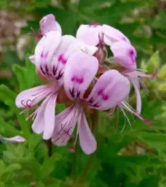 Description de l'image Pelargonium graveolens 4.jpg.