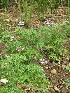 Description de l'image Pelargonium radens.JPG.