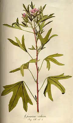 Description de l'image Pelargonium scabrum B542.jpg.