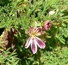 Description de l'image Pelargonium triste 5.jpg.