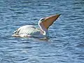 Pelecanus onocrotalus avec une poche distendue sous le bec, pleine des poissons qu'il vient de pêcher.