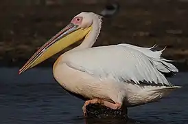 Un adulte en parure nuptiale. Les rémiges noires des ailes ne sont pas visibles lorsque les ailes sont repliées.