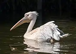 Un pélican blanc sur l'eau au zoo de Karlsruhe.