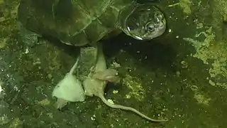 Repas de souris Ménagerie du jardin des plantes de Paris