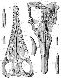 Illustration des crânes de Peloneustes vus d'en haut et d'en bas.