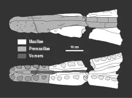 Schéma de la mâchoire supérieure partielle de l'holotype de Peloneustes, vue de dessus et de dessous, composée des prémaxillaires, des maxillaires et des vomers.