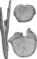 Illustration d'une mandibule partielle et de deux vertèbres partielles.