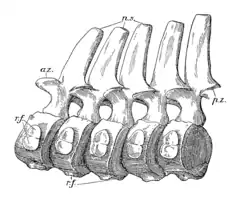 Schéma d'une série articulée de vertèbres cervicales de Peloneustes.