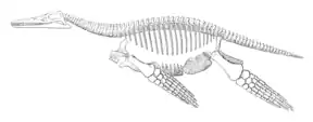Schéma du même squelette en vue de côté