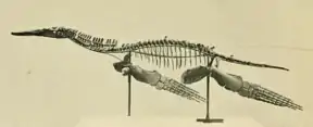 Photographie d'un squelette monté de Peloneustes en vue latérale