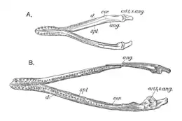 Mandibule de Peloneustes comparée à "Pliosaurus" andrewsi, toutes deux vues de dessus.