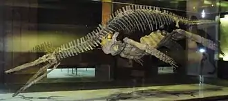 Squelette monté en vue latérale approximative, exposée en Allemange