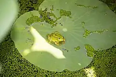 Description de l'image Pelophylax chosenicus.jpg.