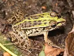 Description de l'image Pelophylax nigromaculatus s1.JPG.