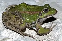 Grenouille de Pérez (Pelophylax perezi) (Espagne et ses environs)