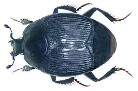 Pelorurus densistriatus (sv).