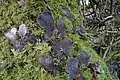 Peltigera membranacea