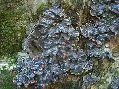 Description de l'image Peltigera polydactyla 2006.jpg.