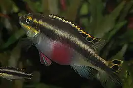 Pelvicachromis pulcher est un cichlidé nain originaire de l'Afrique de l'Ouest.