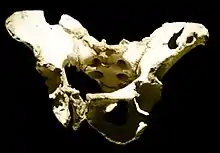 Le pelvis 1 complet de la Sima de los Huesos.