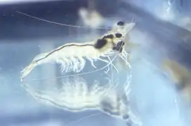 Un exemple d'espèce du sous-ordre Dendrobranchiata : Penaeus vannamei. Les représentants de ce sous-ordre ressemblent en certains points aux crevettes vraies, mais ils en diffèrent sur d'autres.