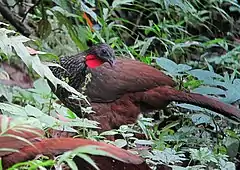 Description de l'image Penelope perspicax Pava caucana Cauca Guan (10726666385).jpg.