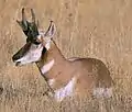 pronghorn de Basse-Californie (en)