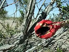 Description de l'image Peniocereus greggii fruit.jpg.