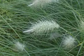 Inflorescence plumeuse d'épillets denses